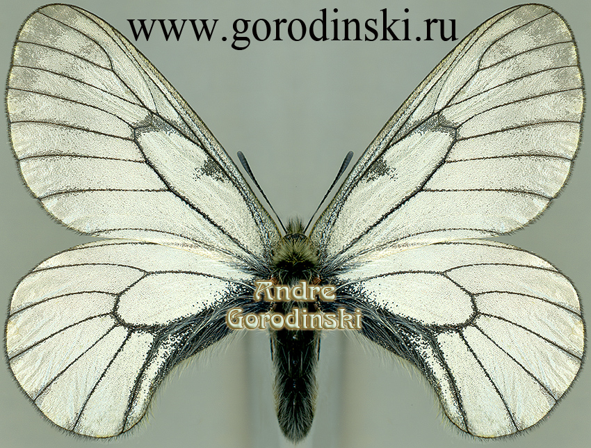 http://www.gorodinski.ru/papilionidae/Parnassius stubbendorfi tartarus.jpg